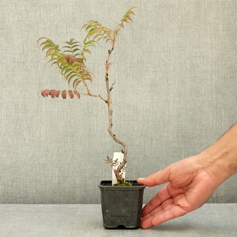 Exemplaar van Sorbaria sorbifolia Sem - Lijsterbesspirea Kweekpotje van 8/9 cm zoals geleverd in de zomer