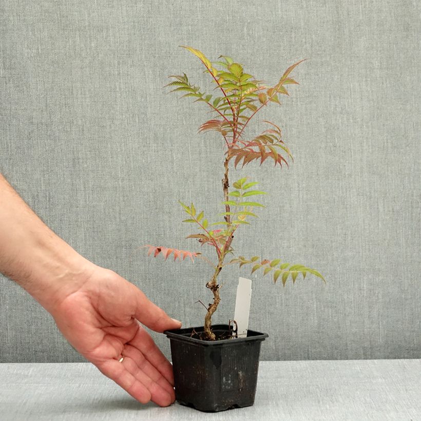 Exemplaar van Sorbaria sorbifolia Sem - Lijsterbesspirea Kweekpotje van 8/9 cm zoals geleverd in de lente