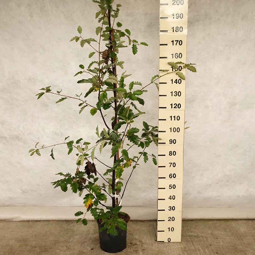 Exemplaar van Sorbus intermedia Brouwers - Zweedse lijsterbes Pot van 12 l/15 l zoals geleverd in de zomer