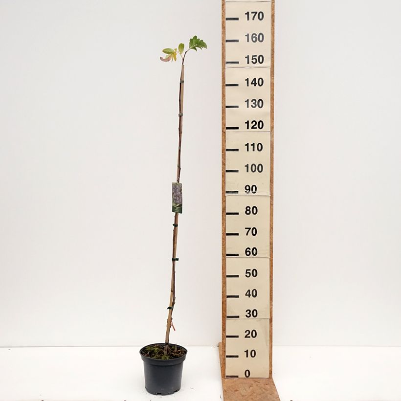 Example of Sorbier Black Ruby - Sorbus Czarne Rubiny Pot van 4 l/5 l as you get in automne