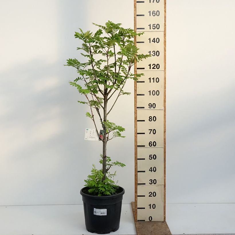 Exemplaar van Sorbus aucuparia Fastigiata - Wilde lijsterbes Pot van 20 l/25 l zoals geleverd in de lente
