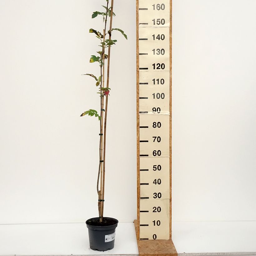 Example of Sorbier des oiseleurs - Sorbus Alaja Krupnaja Pot van 4 l/5 l as you get in automne