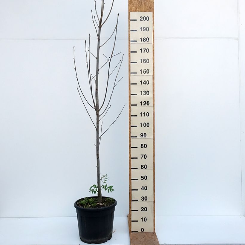 Example of Sorbier des oiseleurs  - Sorbus aucuparia Fingerprint Pot de 30L/35L as you get in automne