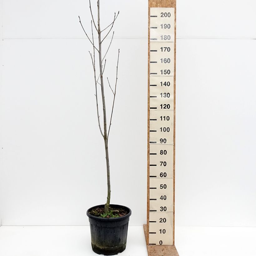 Exemplaar van Sorbus aucuparia Fingerprint - Wilde lijsterbes Pot de 30L/35L zoals geleverd in de winter