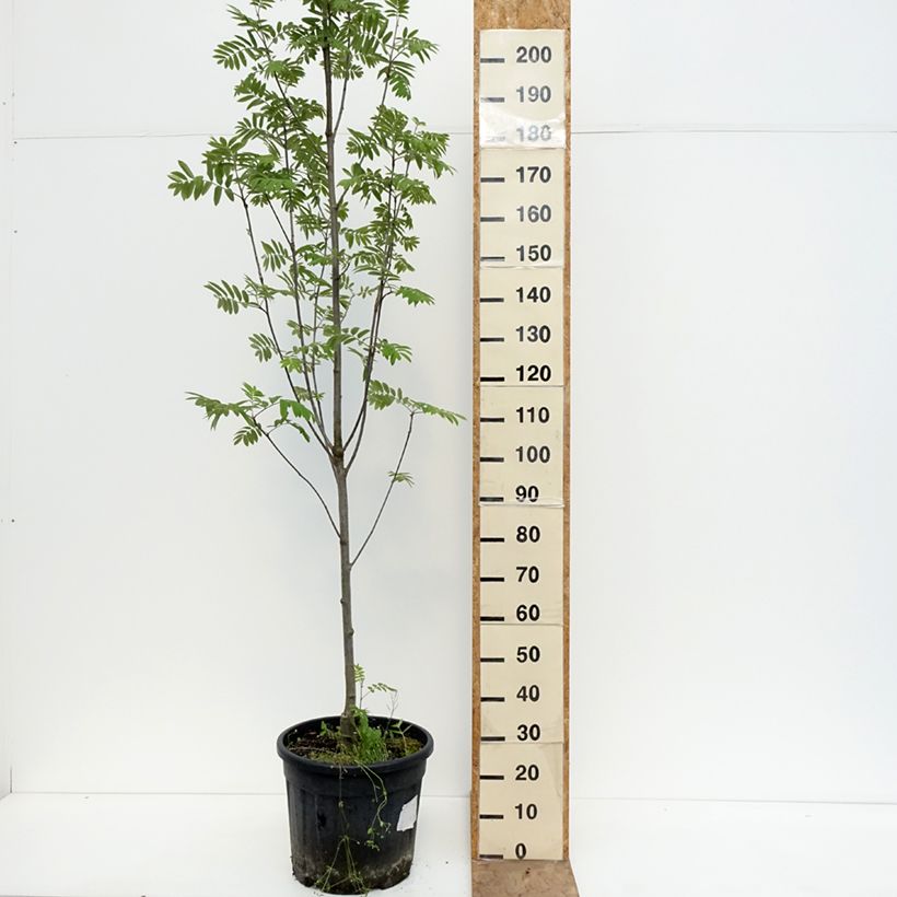 Exemplaar van Sorbus aucuparia Fingerprint - Wilde lijsterbes Pot de 30L/35L zoals geleverd in de lente