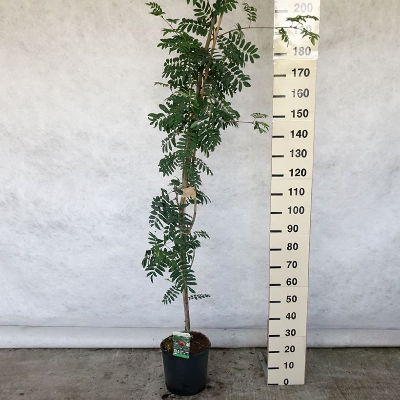 Exemplaar van Sorbus aucuparia Sheerwater Seedling - Wilde lijsterbes Pot van 12 l/15 l zoals geleverd in de zomer