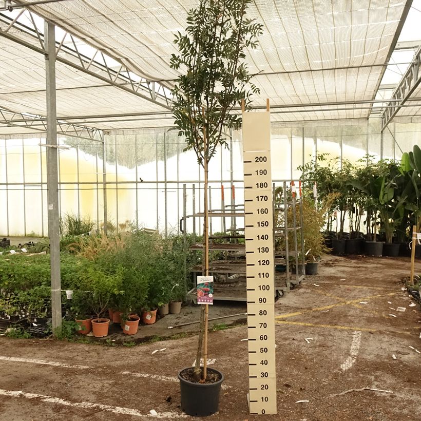 Exemplaar van Sorbus aucuparia Wettra - Wilde lijsterbes Pot van 20 l/25 l zoals geleverd in de herfst
