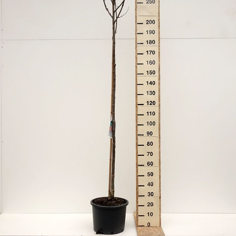 Example of Sorbier des oiseleurs - Sorbus aucuparia Wettra Pot van 20 l/25 l as you get in hiver