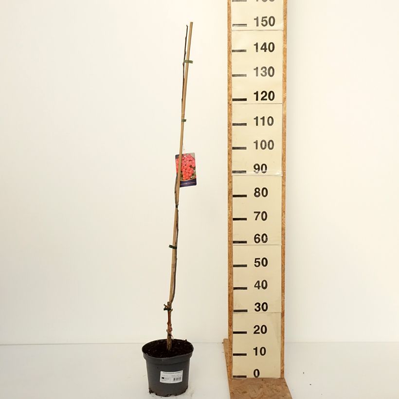 Exemplaar van Sorbocotoneaster pozdnjakovii Pot van 4 l/5 l zoals geleverd in de herfst