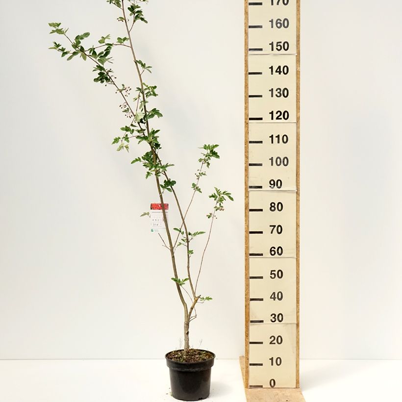 Example of Sorbier hybride - Sorbocotoneaster pozdnjakovii Pot van 4 l/5 l as you get in printemps