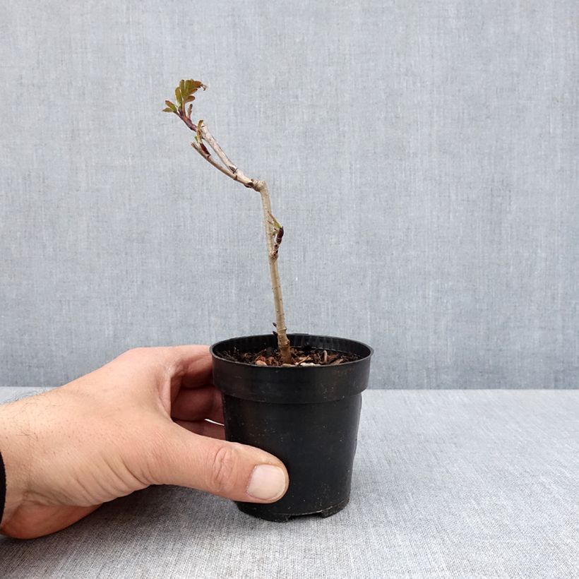 Exemplaar van Sorbus Burka - Sorbier Kweekpotje van 8/9 cm zoals geleverd in de lente