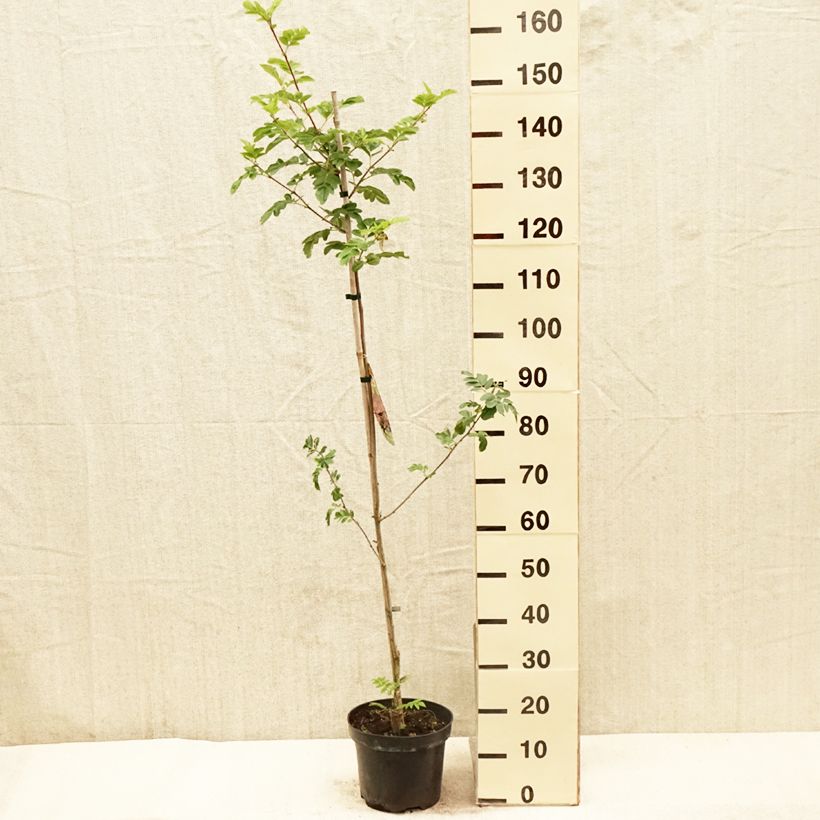 Exemplaar van Crataegosorbus Granatnaja Pot van 4 l/5 l zoals geleverd in de lente