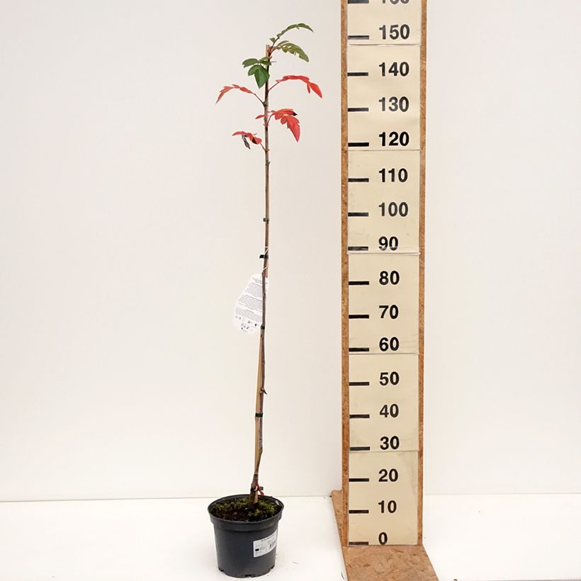 Example of Sorbier hybride - Sorbus Rubinowaja Pot van 4 l/5 l as you get in automne