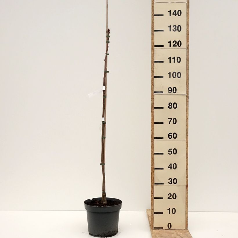 Example of Sorbier - Sorbus commixta Dodong (Olympic Flame) Pot van 7,5 l/10 l as you get in hiver