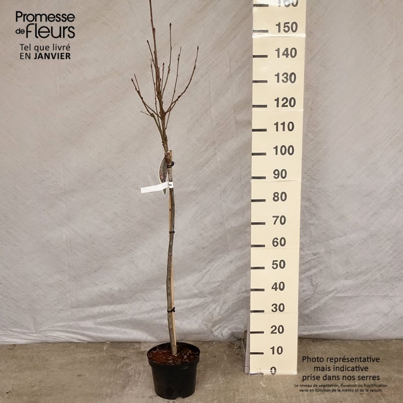 Example of Sorbier - Sorbus arnoldiana Pink Veil Pot van 4 l/5 l as you get in hiver