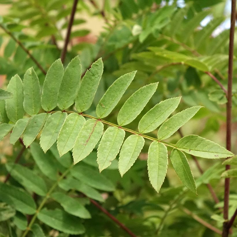 Sorbus arnoldiana Pink Veil - Lijsterbes (Blad)