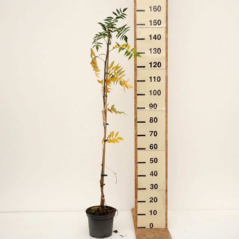 Example of Sorbier - Sorbus x arnoldiana Copper Glow Pot van 4 l/5 l as you get in automne