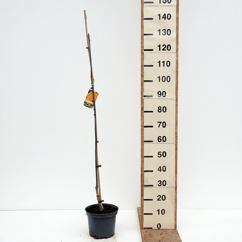 Exemplaar van Sorbus Copper Glow - Lijsterbes Pot van 4 l/5 l zoals geleverd in de winter