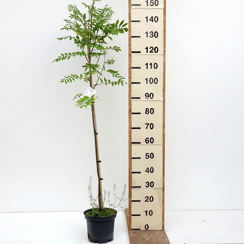 Exemplaar van Sorbus Copper Glow - Lijsterbes Pot van 4 l/5 l zoals geleverd in de lente
