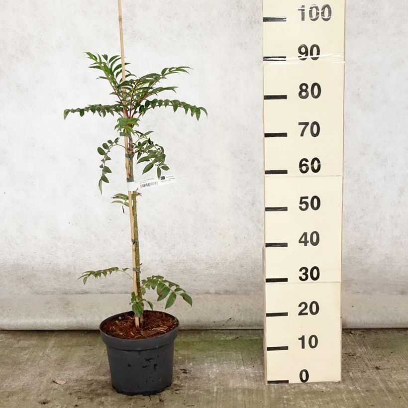 Exemplaar van Sorbus aucuparia Autumn Spire - Wilde lijsterbes Pot van 4 l/5 l zoals geleverd in de zomer