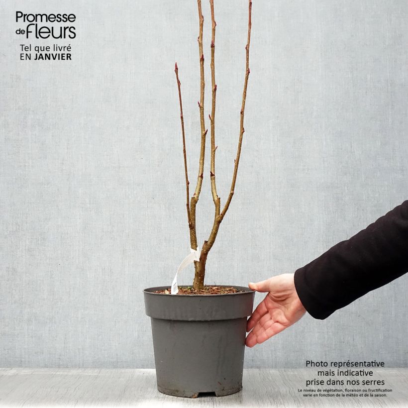 Example of Sorbus aucuparia Autumn Spire - Wilde lijsterbes Pot van 4 l/5 l as you get in hiver