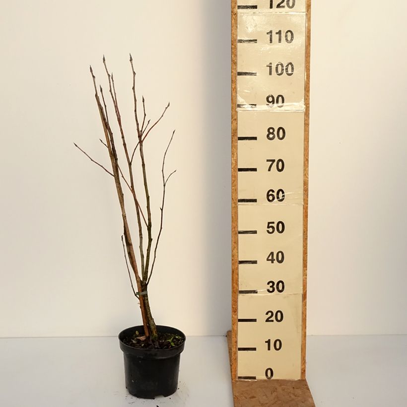 Exemplaar van Sorbus matsumurana - Lijsterbes Pot van 4 l/5 l, Stengel zoals geleverd in de herfst