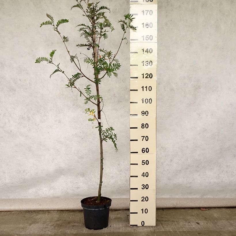 Exemplaar van Sorbus scalaris - Chinese lijsterbes Pot van 7,5 l/10 l zoals geleverd in de zomer