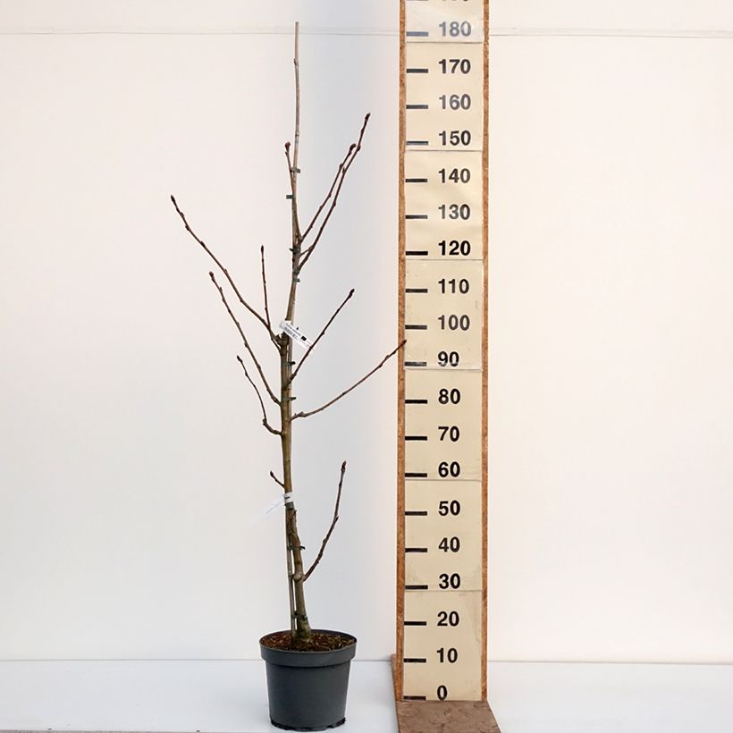 Exemplaar van Sorbus wilfordii - Lijsterbes Pot van 7,5 l/10 l zoals geleverd in de winter