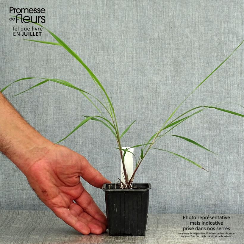 Exemplaar van Sorghastrum nutans - Goudbaardgras Kweekpotje van 8/9 cm zoals geleverd in de zomer