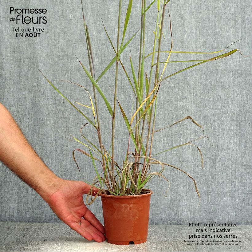Exemplaar van Sorghastrum nutans Sioux Blue - Goudbaardgras Pot van 1 l/1,5 l zoals geleverd in de zomer