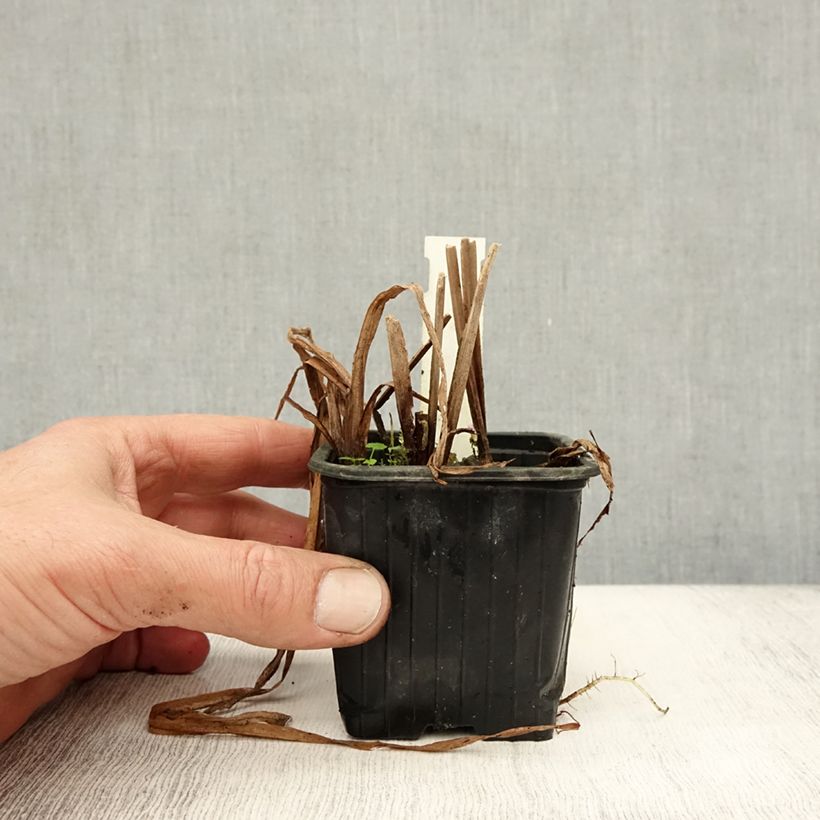 Exemplaar van Sparganium erectum - Grote egelskop Kweekpotje van 8/9 cm zoals geleverd in de herfst