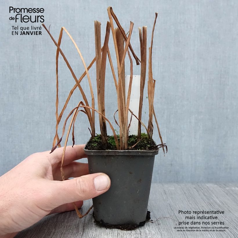 Example of Sparganium erectum (= ramosum) - Ruban d'eau, Rubannier dressé  Kweekpotje van 8/9 cm as you get in hiver