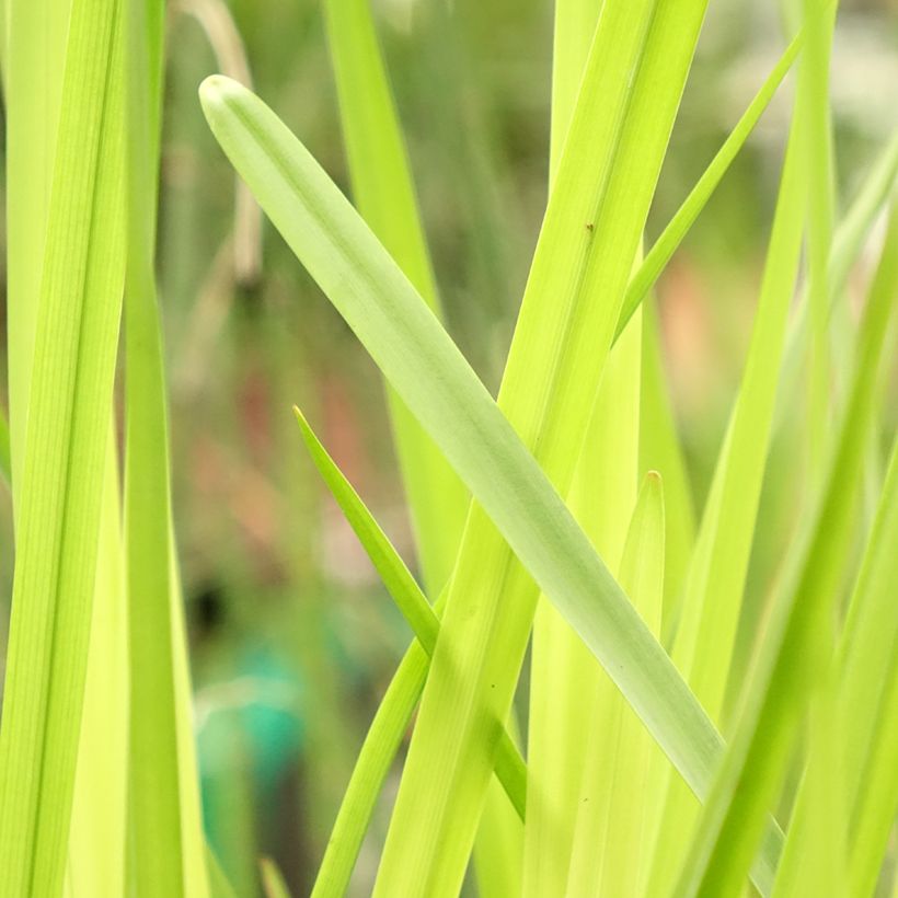 Sparganium erectum - Grote egelskop (Blad)