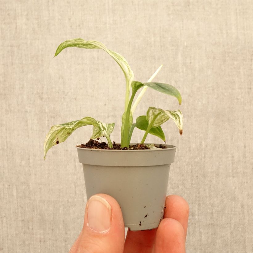 Exemplaar van Spathiphyllum Sensation Mini-kamerplanten zoals geleverd in de lente