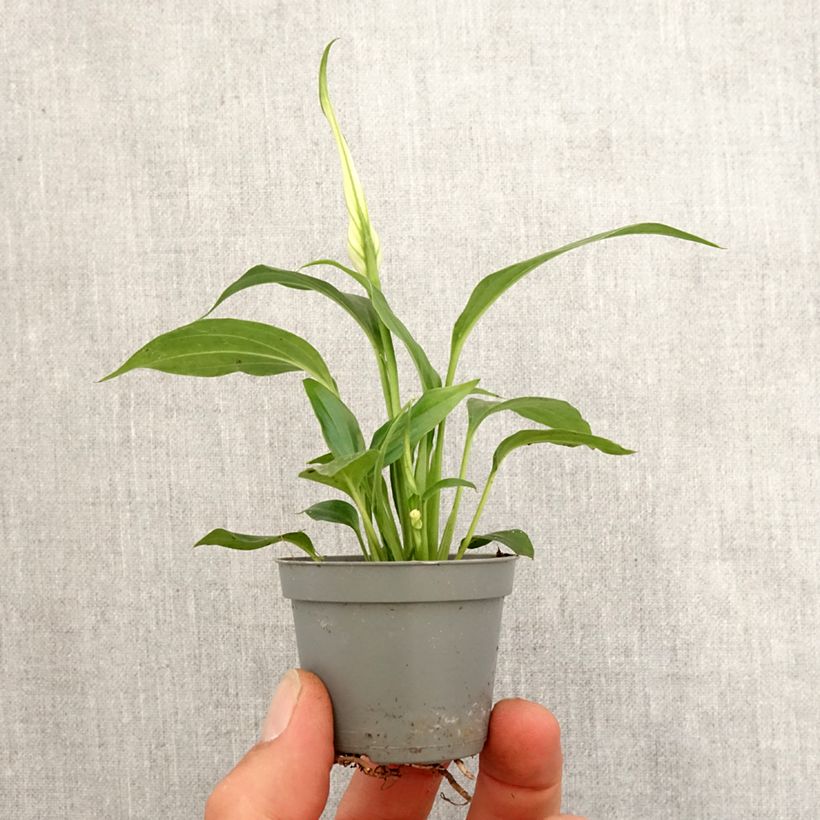 Example of Spathiphyllum Tanni - Lepelplant Mini-plante as you get in printemps