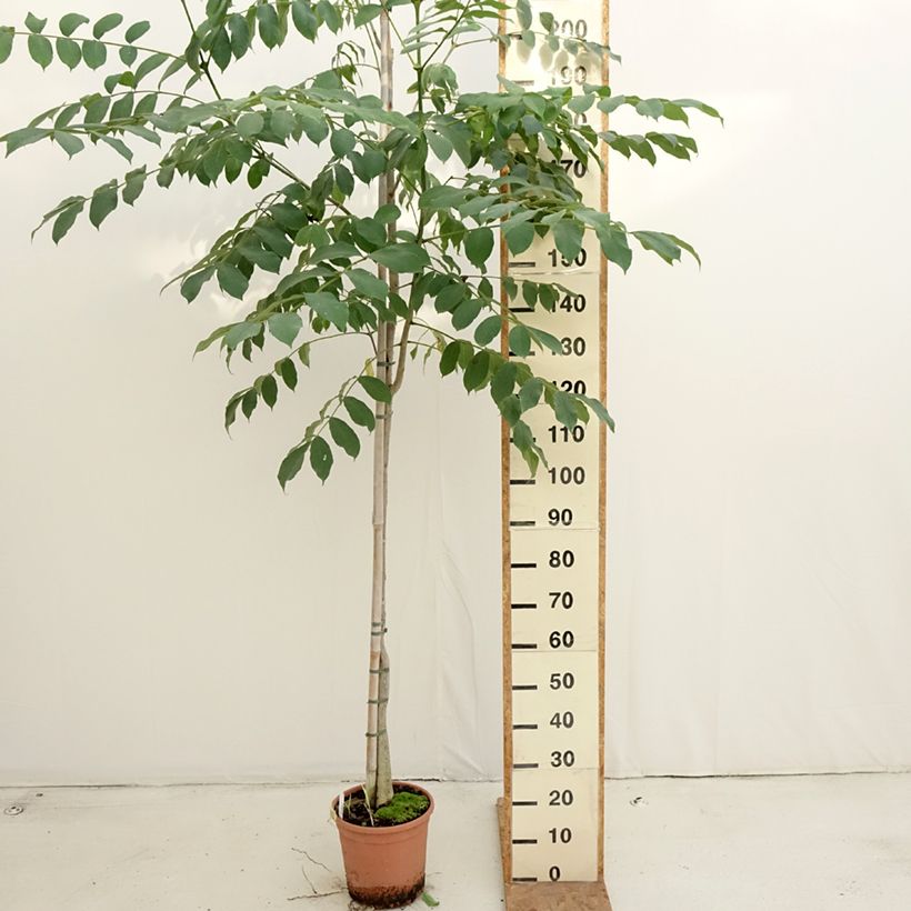 Exemplaar van Spathodea campanulata - Afrikaanse tulpenboom Pot van 7,5 l/10 l zoals geleverd in de herfst