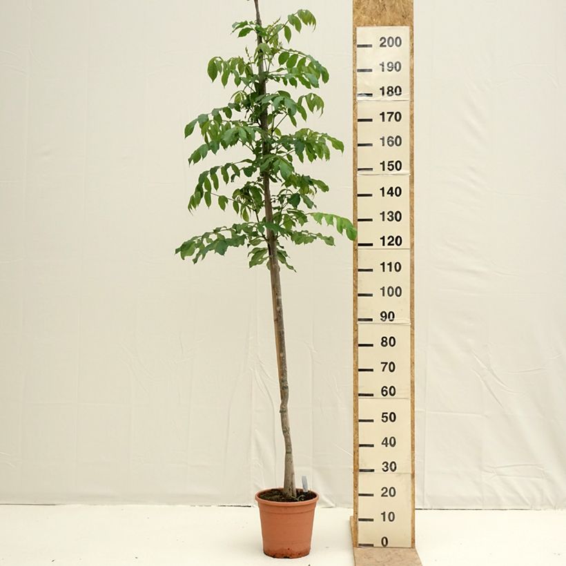 Example of Spathodea campanulata - Tulipier du Gabon Pot van 7,5 l/10 l as you get in printemps