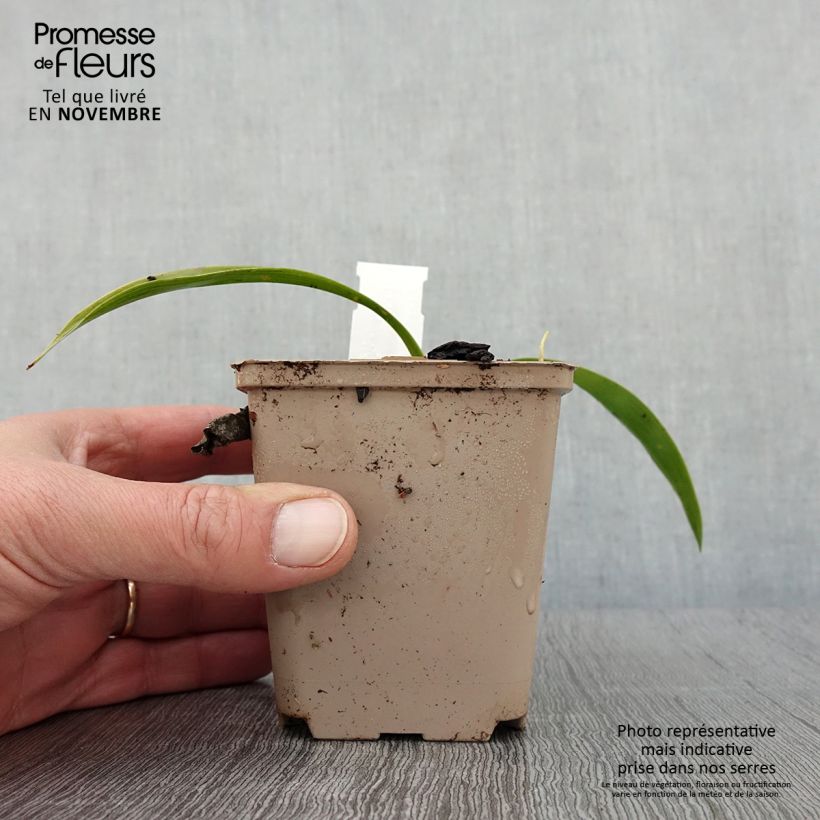 Exemplaar van Speirantha convallarioides - Chinese lelietje-van-dalen Kweekpotje van 8/9 cm zoals geleverd in de herfst