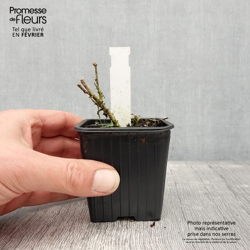 Exemplaar van Sphaeralcea Charmeuse - Knotsmalva Kweekpotje van 8/9 cm zoals geleverd in de winter
