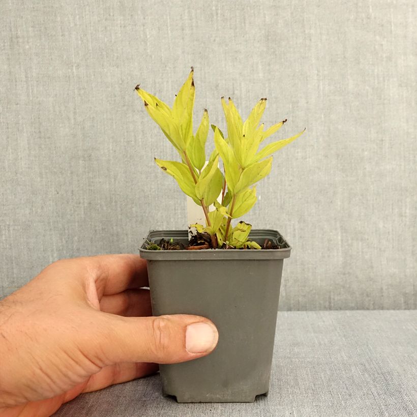 Exemplaar van Spigelia marilandica Little Red Head - Vuurgentiaan Kweekpotje van 8/9 cm zoals geleverd in de zomer