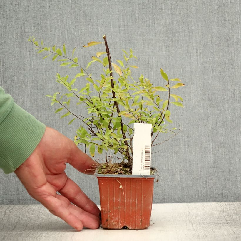 Exemplaar van Spiraea arguta - Spierstruik Kweekpotje van 8/9 cm zoals geleverd in de zomer