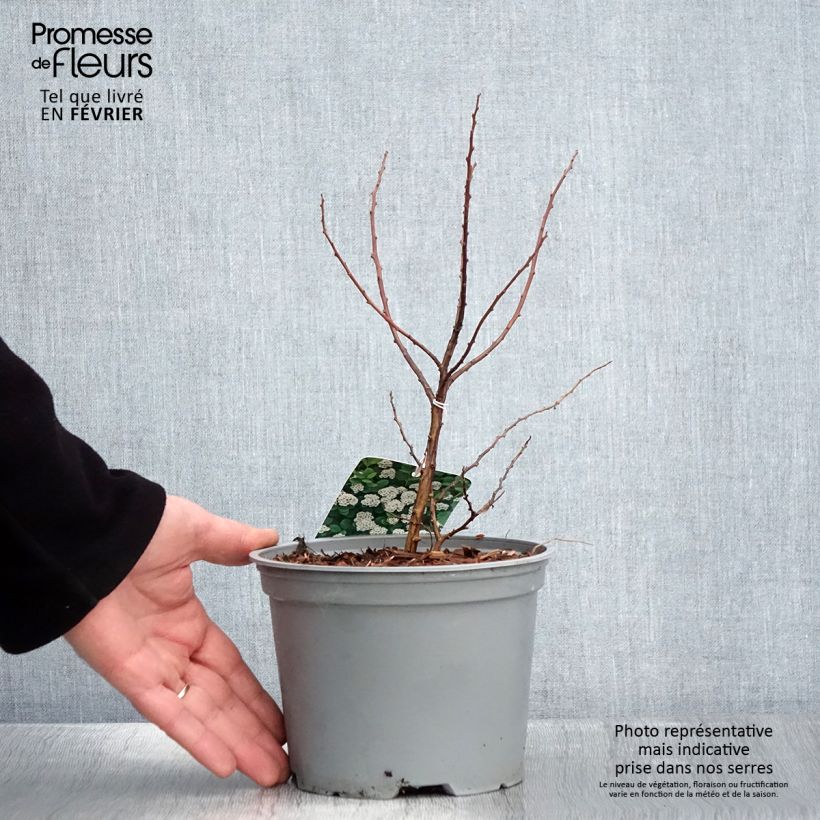 Example of Spiraea betulifolia Island - Spirée à feuilles de bouleau Pot van 2 l/3 l as you get in hiver