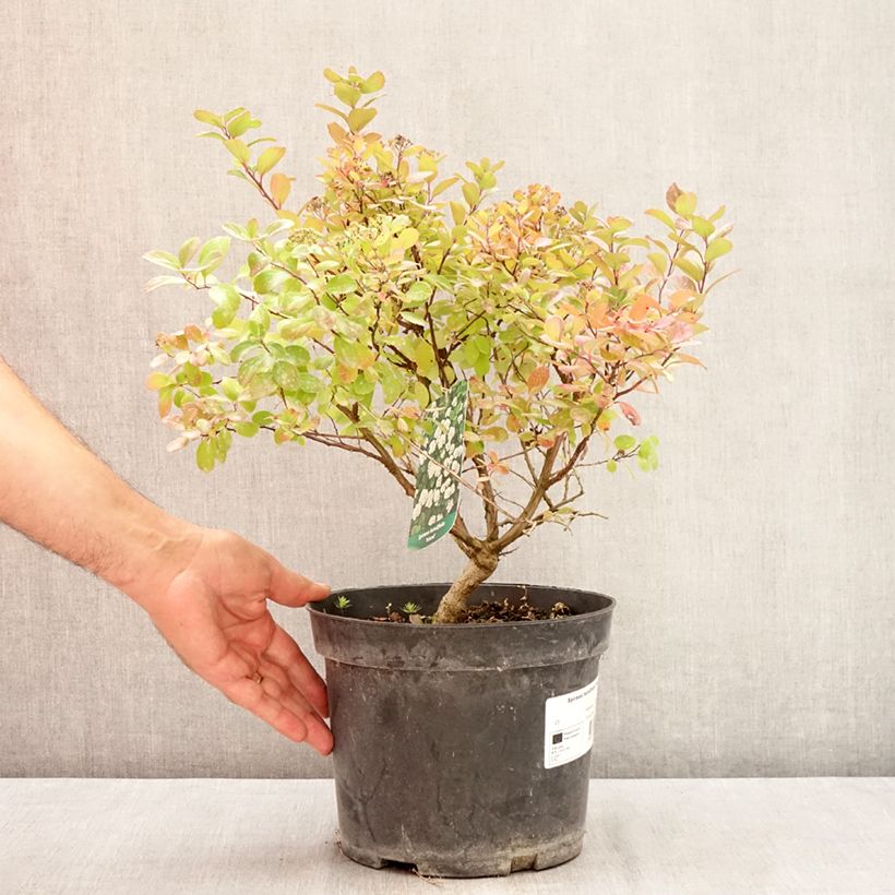 Exemplaar van Spiraea betulifolia Island - Spierstruik Pot van 2 l/3 l zoals geleverd in de zomer