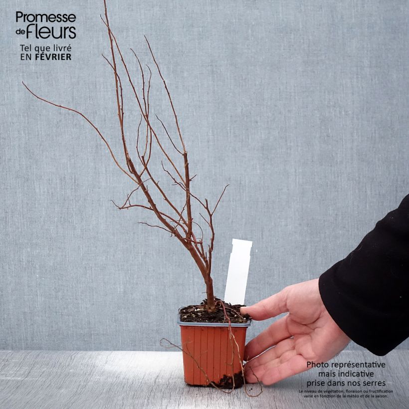 Example of Spiraea billardii - Spirée Kweekpotje van 8/9 cm as you get in hiver