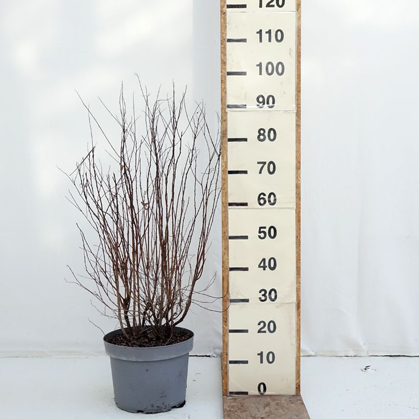 Exemplaar van Spiraea billardii - Spierstruik Pot van 7,5 l/10 l zoals geleverd in de winter