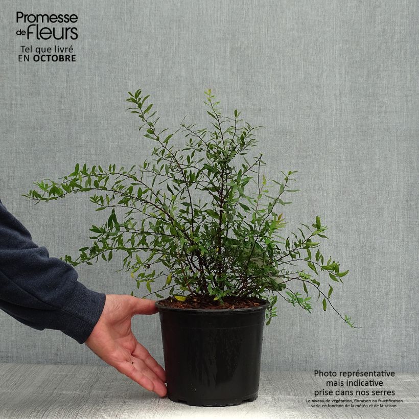 Exemplaar van Spierstruik Grefsheim - Spiraea cinerea Pot van 3 l/4 l zoals geleverd in de herfst