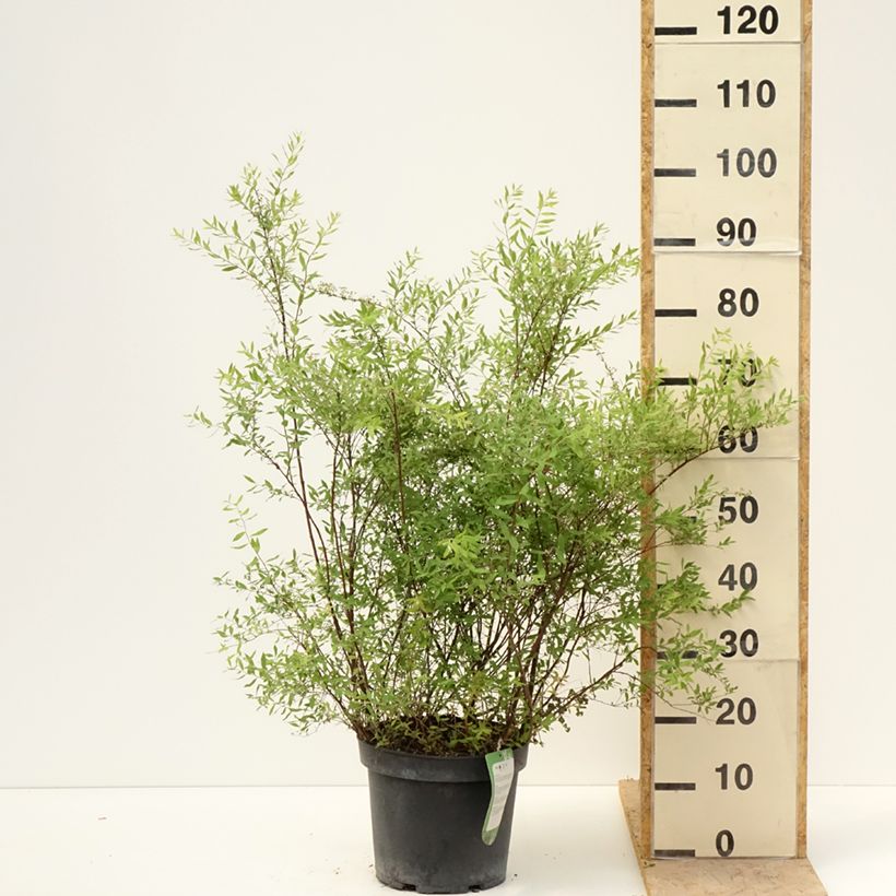 Exemplaar van Spierstruik Grefsheim - Spiraea cinerea Pot van 7,5 l/10 l zoals geleverd in de lente