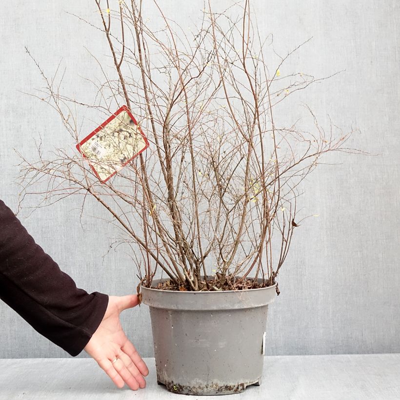 Exemplaar van Spierstruik Grefsheim - Spiraea cinerea Pot van 7,5 l/10 l zoals geleverd in de herfst