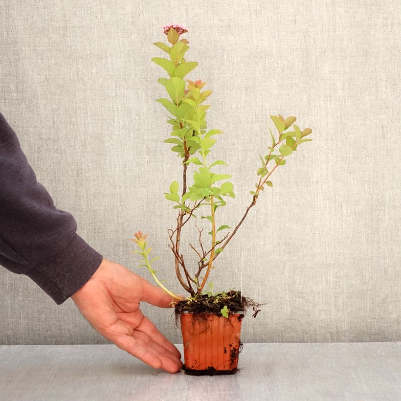 Example of Spiraea densiflora (= splendens) - Spirée à fleurs denses Kweekpotje van 8/9 cm as you get in printemps