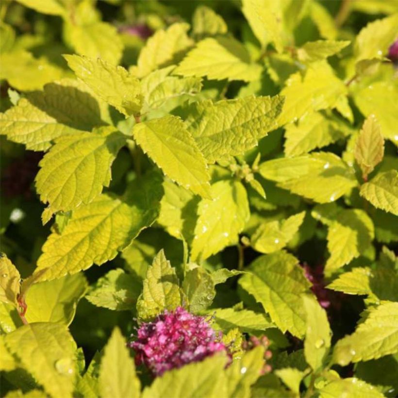 Spiraea japonica Double Play Gold - Spierstruik (Foliage)